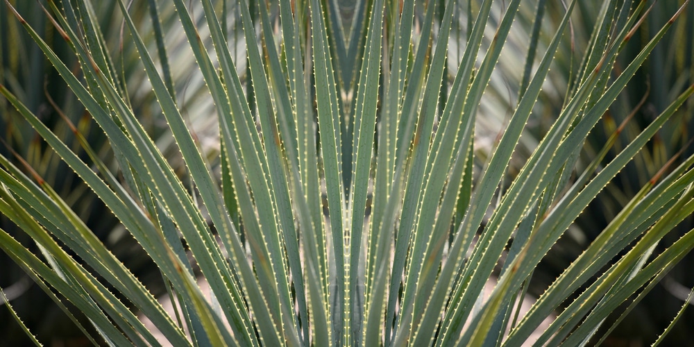 Spiked Dracaena