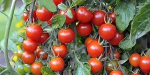is peat moss good for tomatoes
