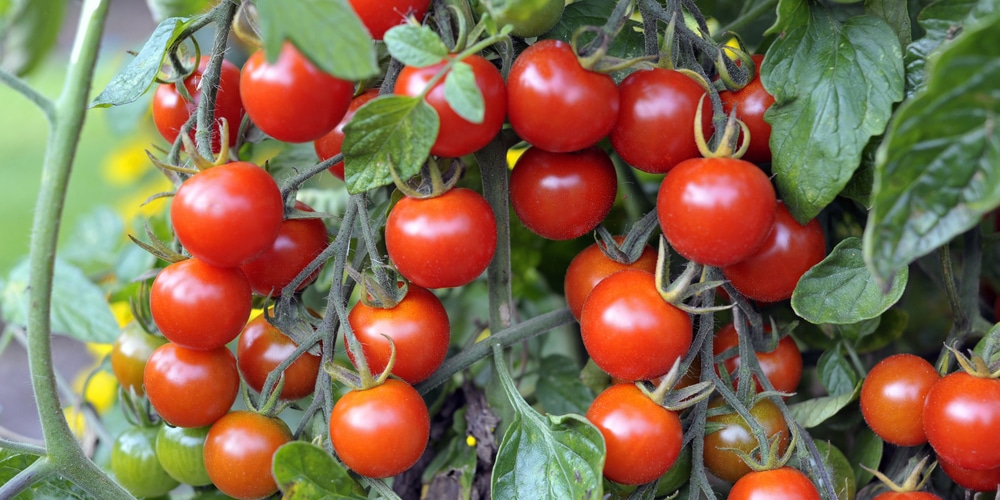 horse manure tomatoes