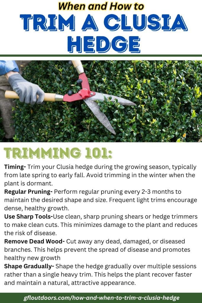How and When to Trim a Clusia Hedge GFL Outdoors