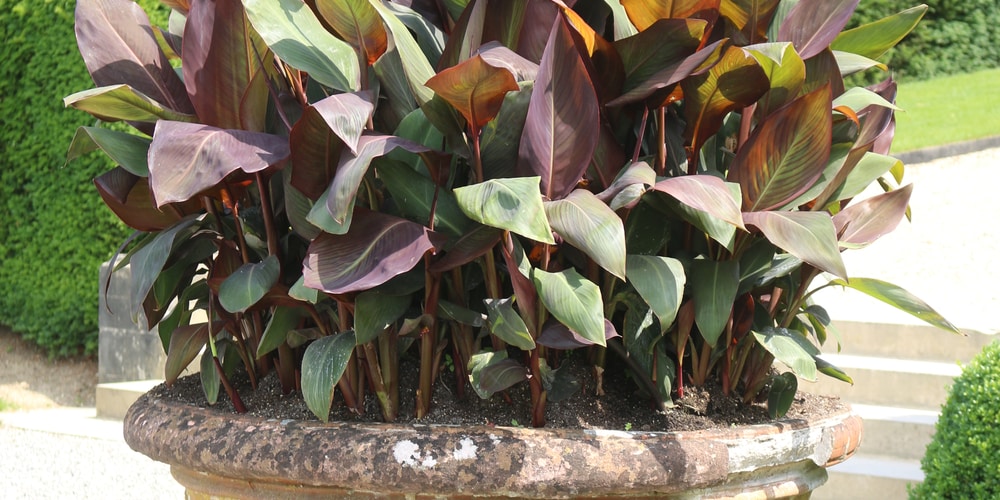 Black House Plants 