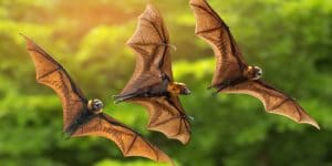 are bats good to have around