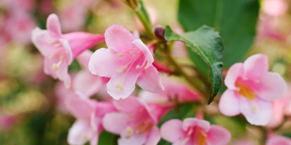 Weigela florida