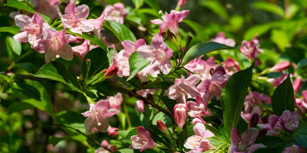 Weigela florida