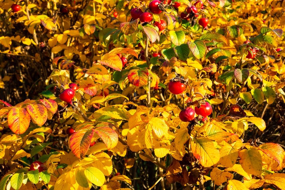 Weigela golden jackpot