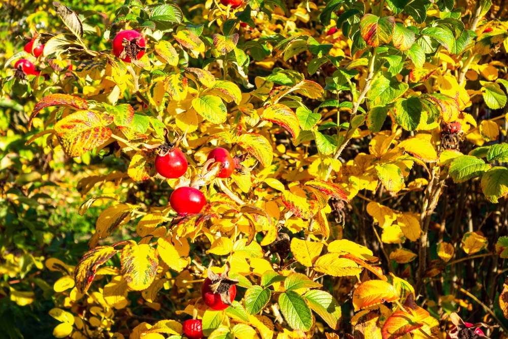 Do You Cut Back Weigela in The Fall?