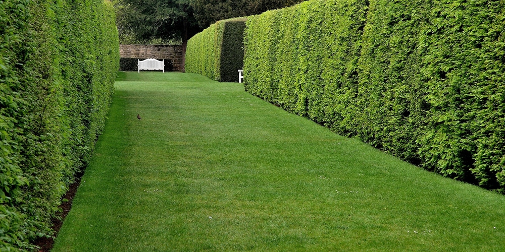 How and When to Trim a Yew Hedge