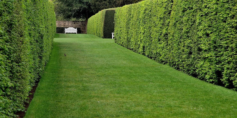 best privacy hedge utah