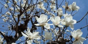 Magnolia Tree Missouri 