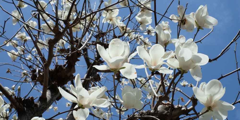 Magnolia Tree Missouri 