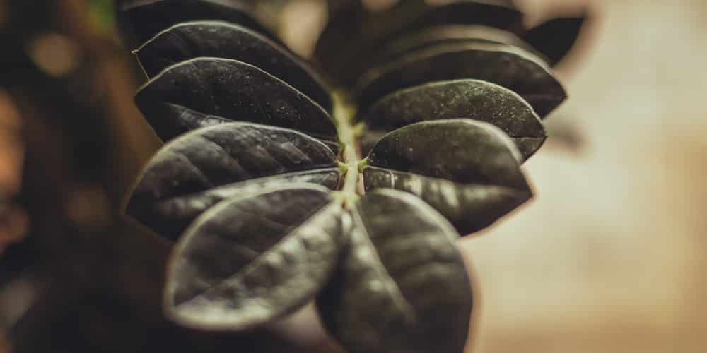 Black House Plants 