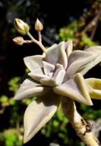 	Graptoveria April Dawn