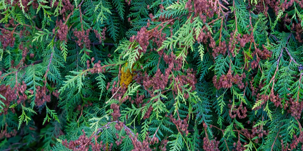 arborvitae in the fall