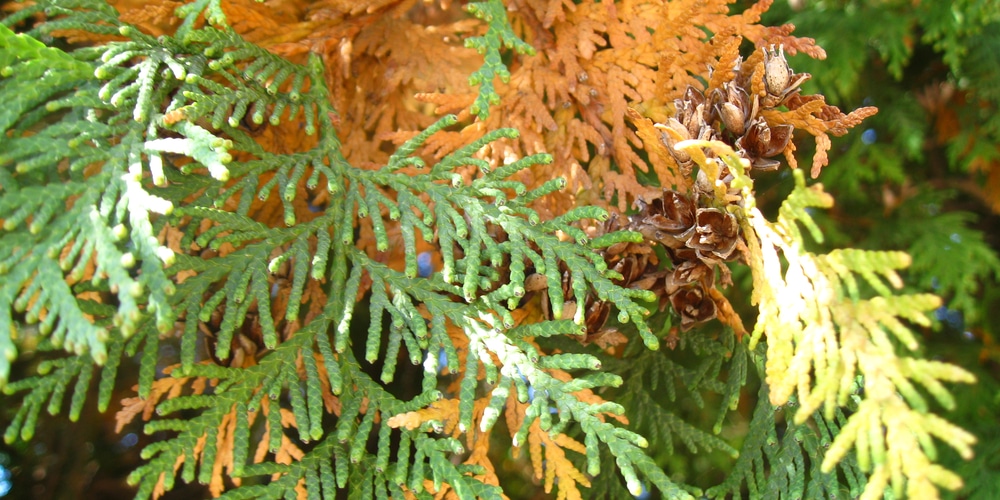 arborvitae in the fall