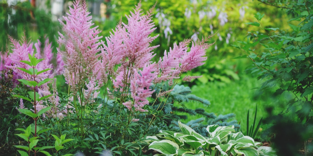 astilbe annual or perennial