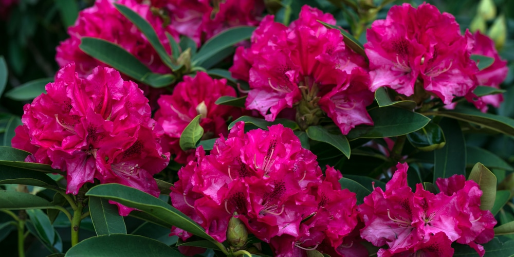 autumn ruby azalea