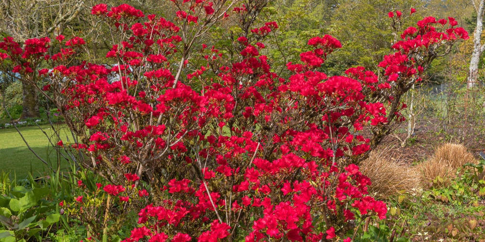 autumn ruby azalea