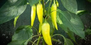 Why Do My Banana Peppers Have Dark Streaks?