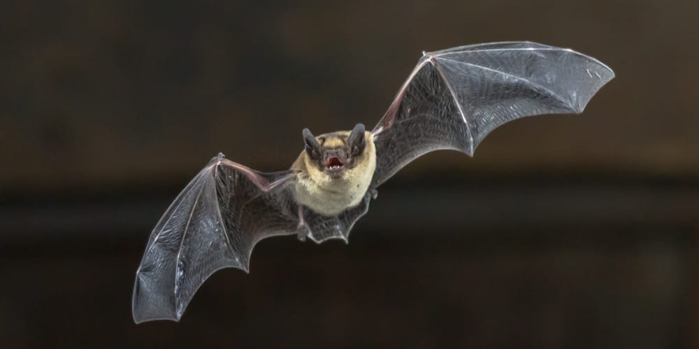 Are bats good to have around