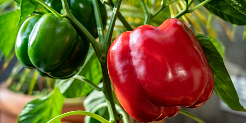 do bell peppers need a cage
