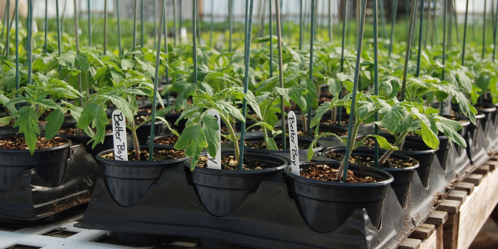 how deep do tomato roots grow