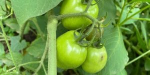 Better Boy Tomato Determinate Or Indeterminate