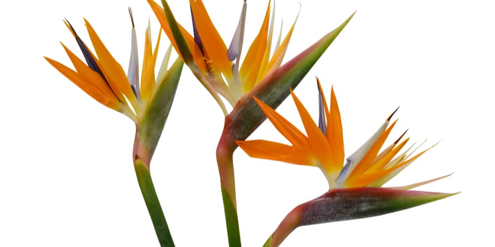 How Fast Does a Bird of Paradise Grow?