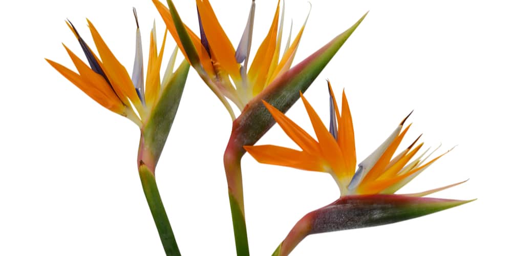 How To Propagate a Bird of Paradise 