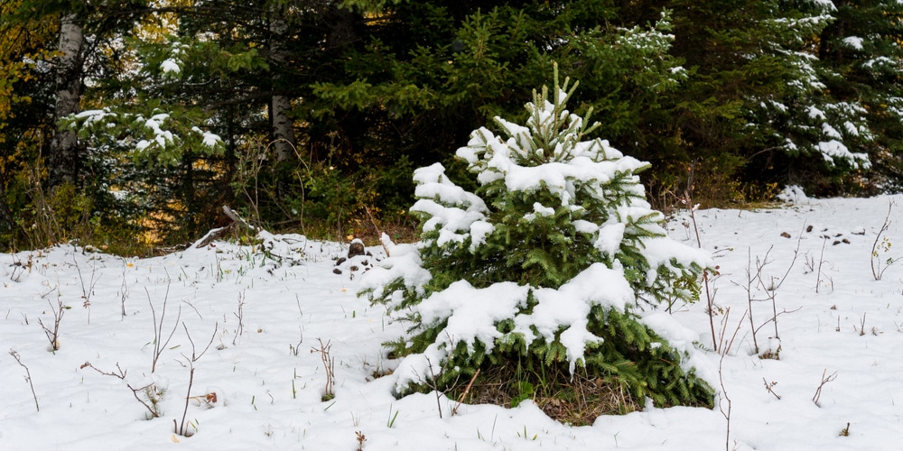 blue ice christmas tree