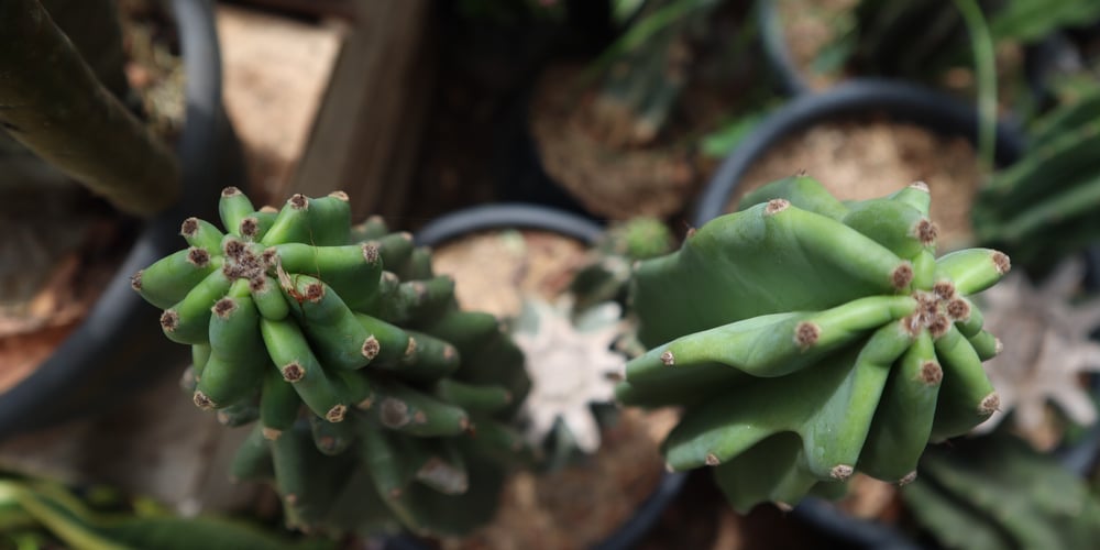 blue myrtle cactus