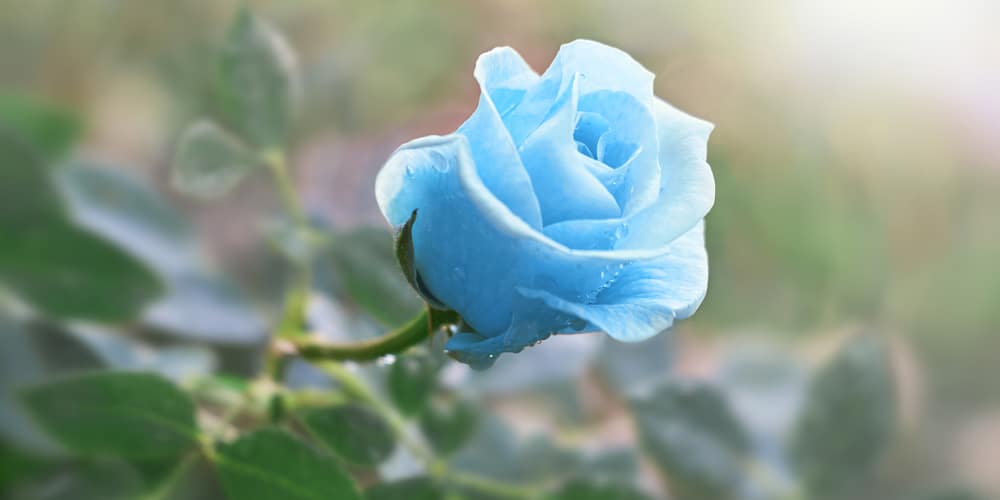 What is the rarest color of roses