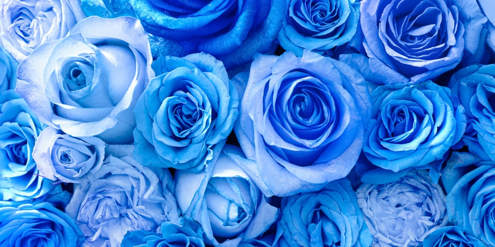 What is the rarest color of roses