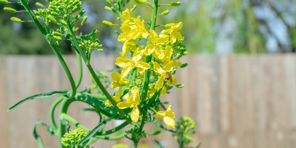 bolting kale