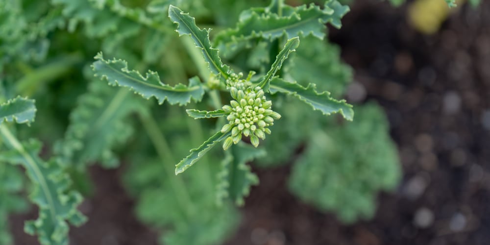 bolting kale