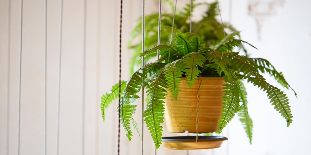 how to divide boston fern