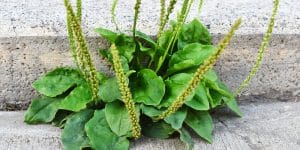 How to get rid of broadleaf plantain weeds