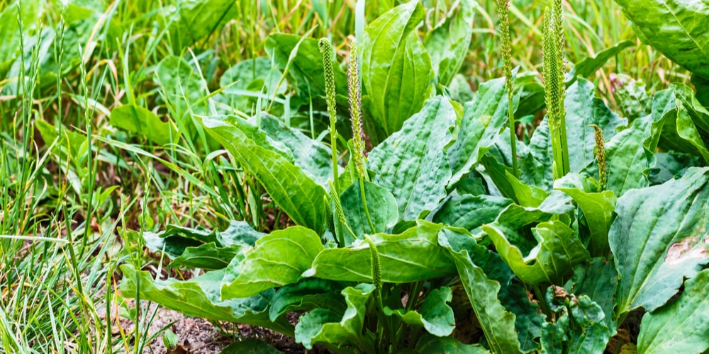 How to get rid of broadleaf plantain weeds