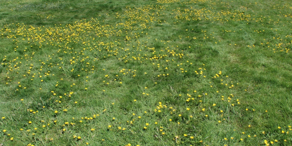 small yellow flowers in grass