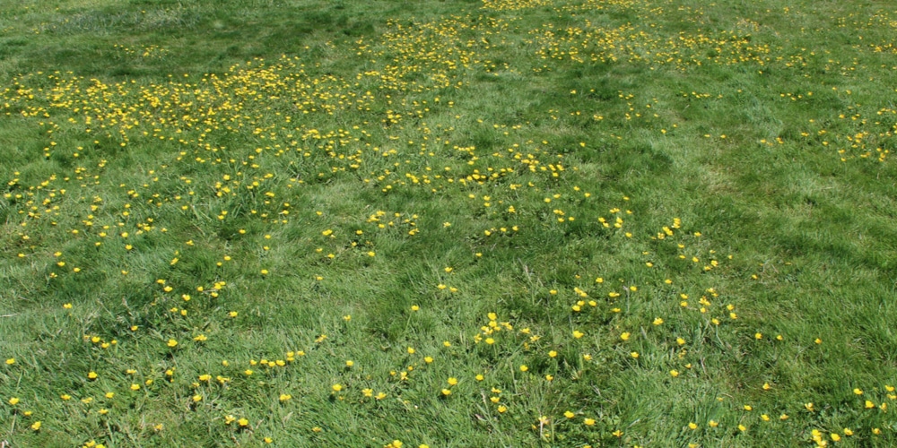 small yellow flowers in grass