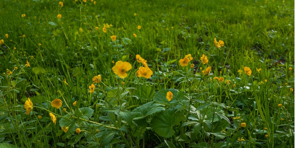 Buttercups in Lawn