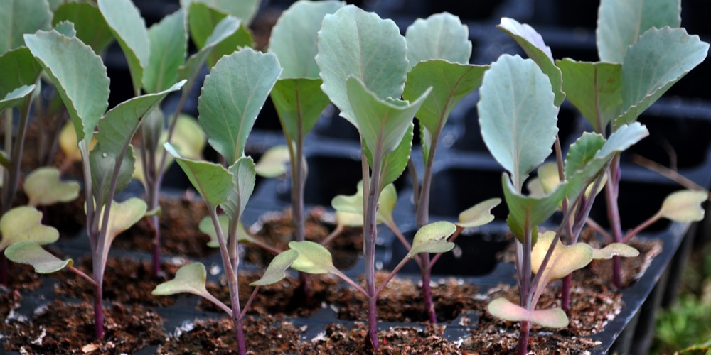 when to transplant cabbage