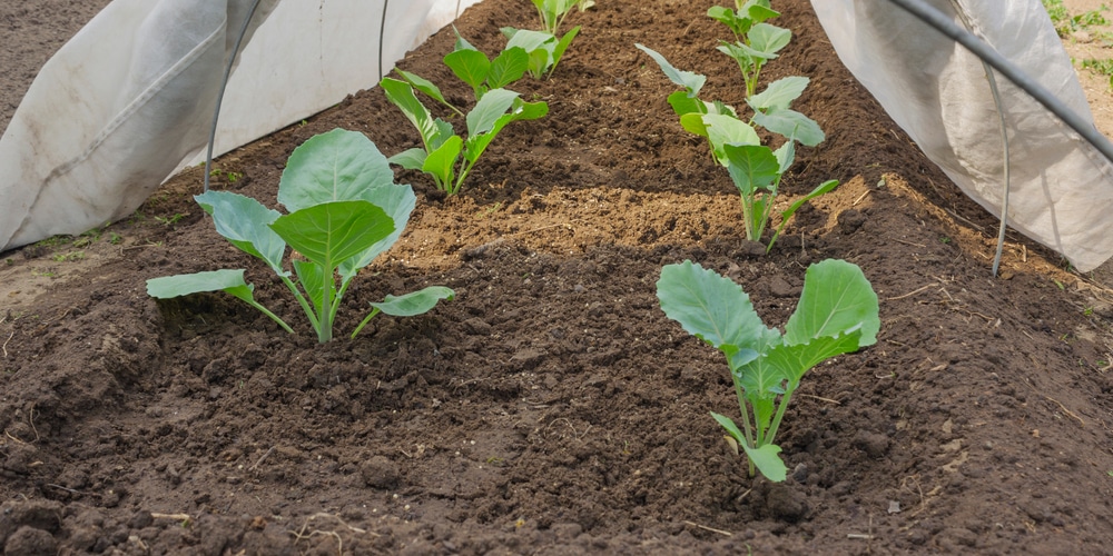 when to transplant cabbage