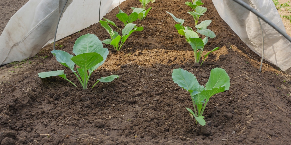 when to harvest cabbage