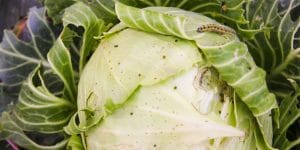 will dish soap kill cabbage worms