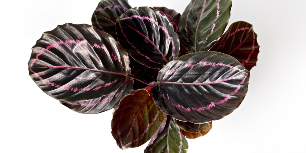 calathea dottie