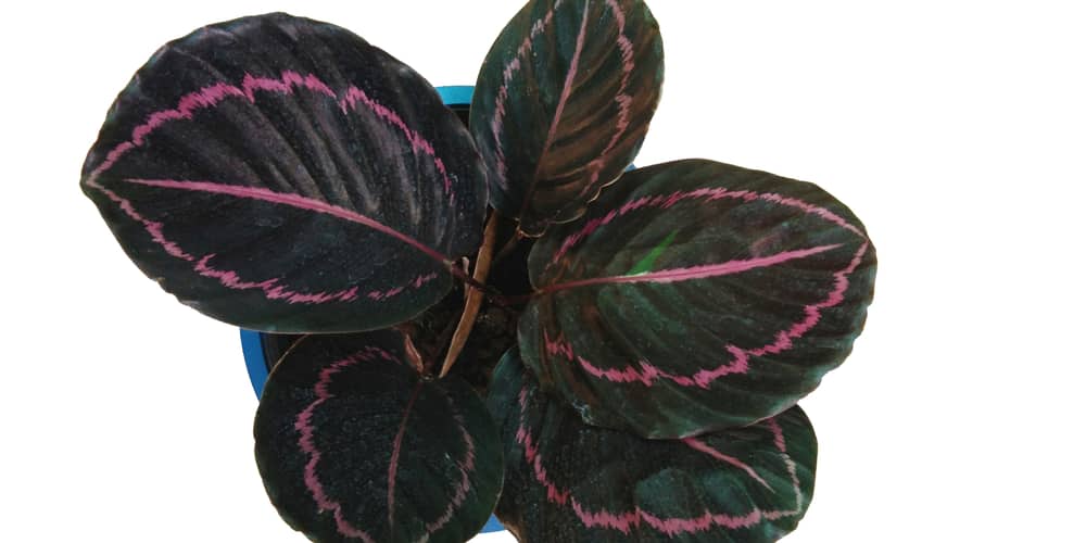 calathea roseo picta