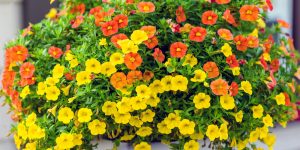 calibrachoa in hanging baskets