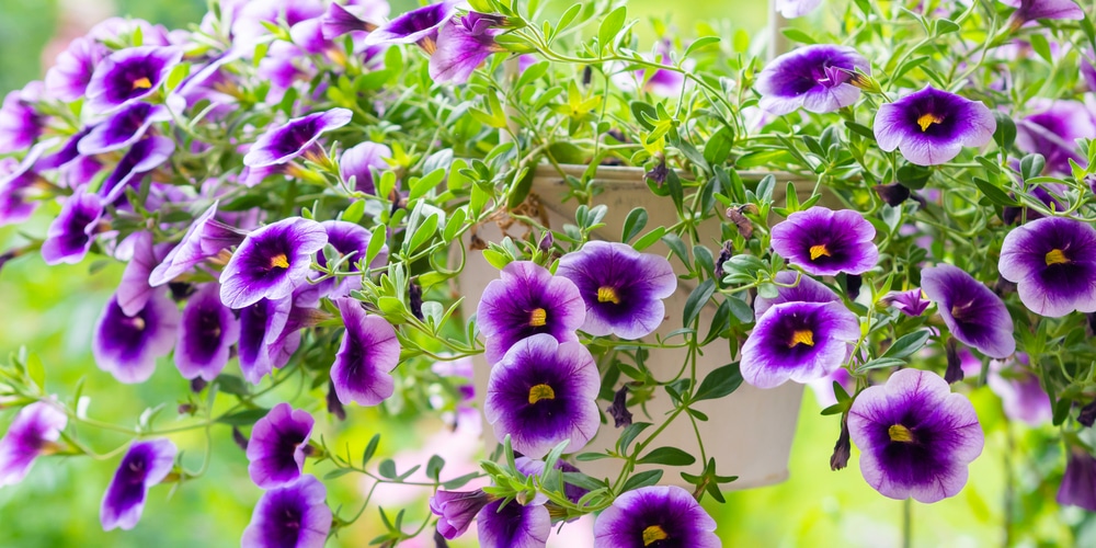 calibrachoa in hanging baskets