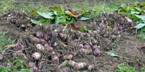 start canna bulbs indoors