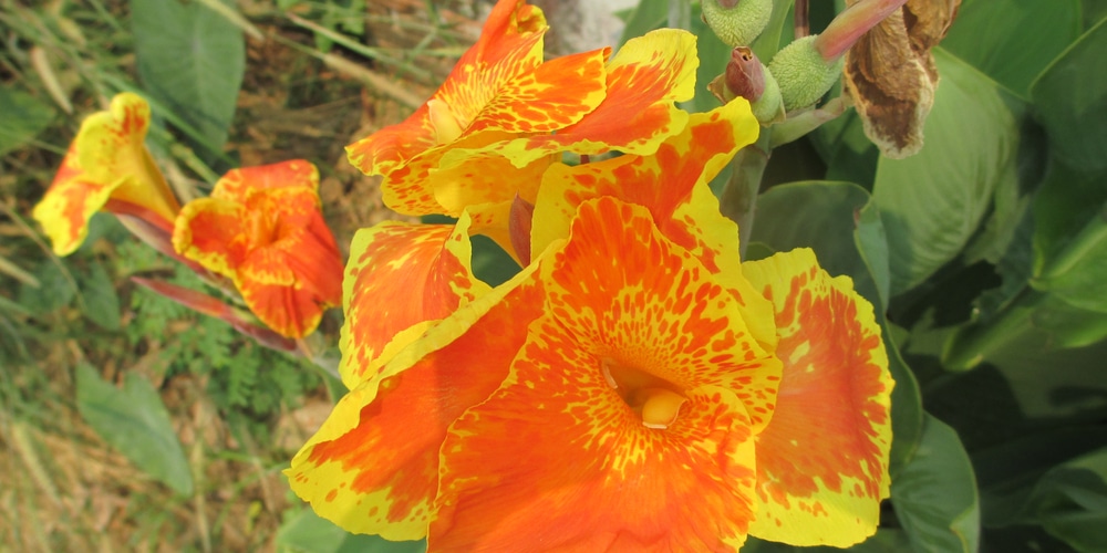 canna cleopatra